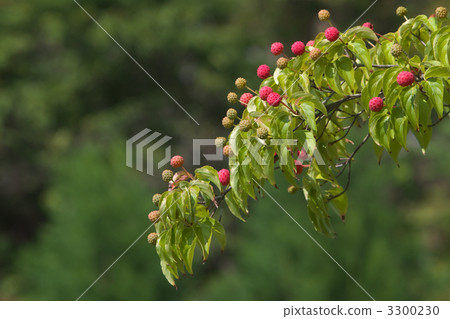 Fruit of Yamabote 3300230