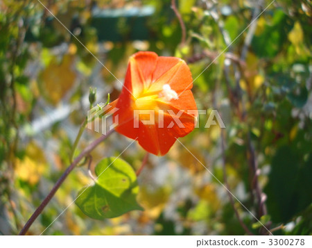 紅色牽牛花 3300278