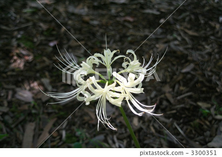 白色簇狀孤挺花 3300351