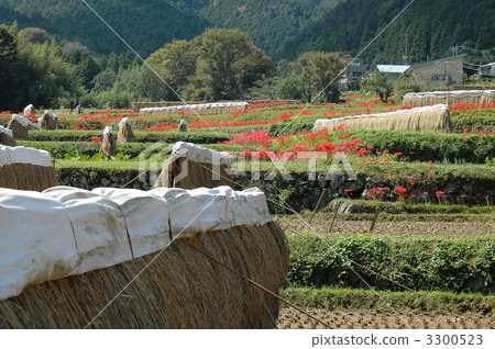 Hyuga區的Higifska組布料 3300523