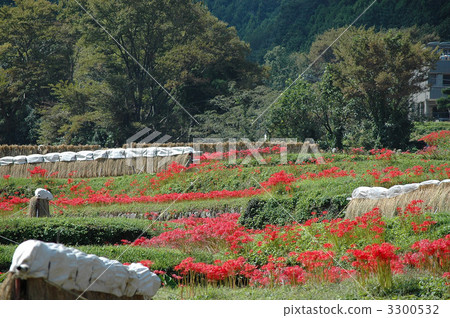 Hyuga區的Higifska組布料 Hyuga區的Higifska組布料 3300532