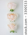 玫瑰花 蓓蕾 植物 3300533