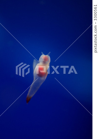 Clione 3300561