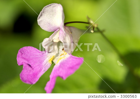 花鳳仙花 3300563
