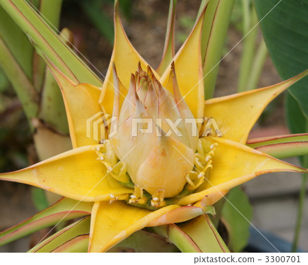 yunnan land yu-kin lotus, flower, flowers 3300701