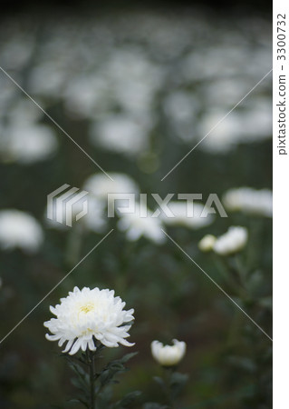 白色粉筆 3300732