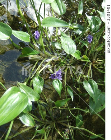 Water Aoyama Department of Mizuoi Genus 6 Floral Heart Shaped Leaves 3301401