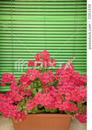 Flowers on window sill. Flowers on window sill. 3301438