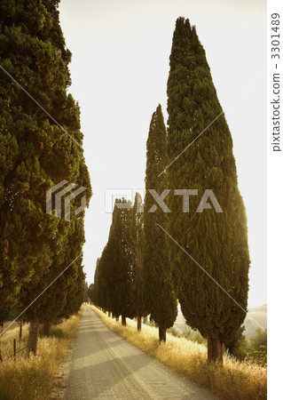 Tree-Lined Rural Road 3301489