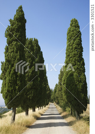 Tree-Lined Rural Road 3301521