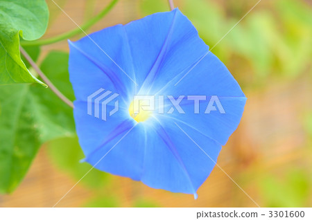 Blue morning glory. 3301600