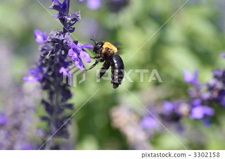 [庫默蜂和薰衣草] 3302158