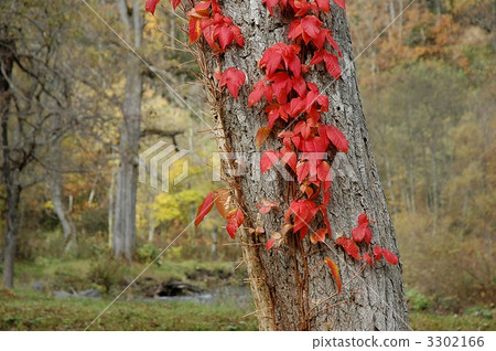 Bright red ivy leaves 3302166