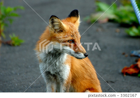 Encounter with a fox 3302167