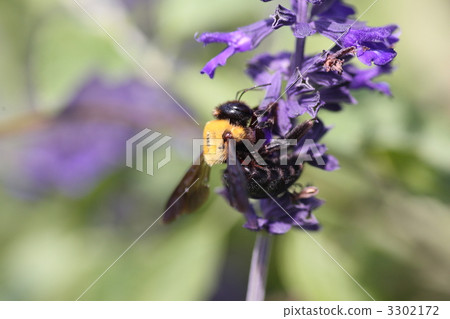 [庫默蜂和薰衣草] 3302172