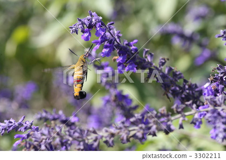 [Oak moth and lavender] 3302211