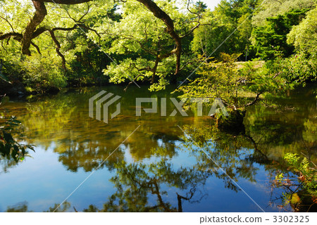 The mother swamp of Bokodan Five Ginumauma 3302325