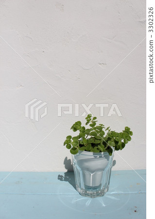 ogon, foliage plant, houseplant 3302326
