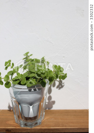 ogon, foliage plant, houseplant 3302332