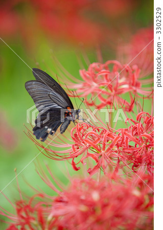 butterfly, butterflies, swallowtail butterfly 3302529