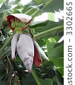 香蕉花 3302665
