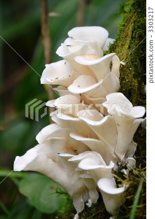 貝形圓孢側耳 3303217