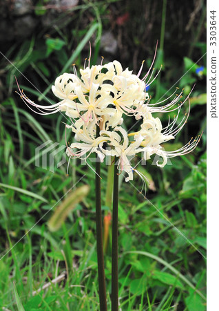 在銀行開花的群集孤挺花 3303644