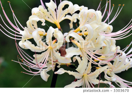 A cluster amaryllis that blooms on the bank 3303670
