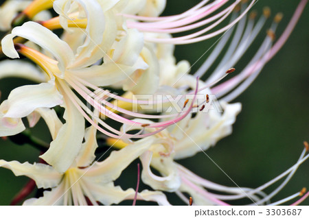 A cluster amaryllis that blooms on the bank A cluster amaryllis that blooms on the bank 3303687