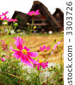 Cosmos of Shirakawago 3303726