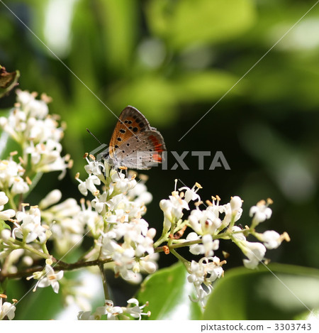 Mouse and Beni sashimi 3303743