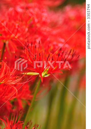 A cluster amaryllis that blooms on the bank 3303744
