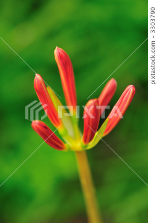 Higanki的花蕾 3303790