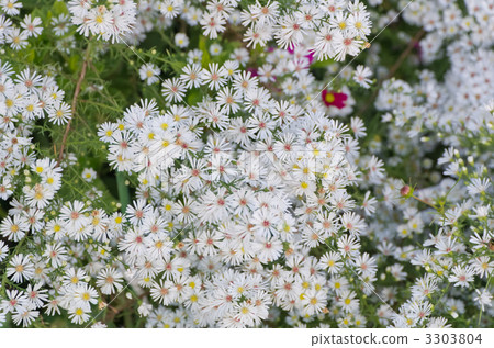 In full bloom 3303804
