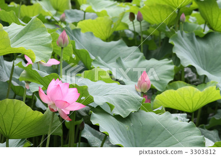 Oga lotus Oga lotus 3303812