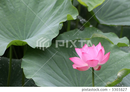 Oga蓮花 Oga蓮花 3303827