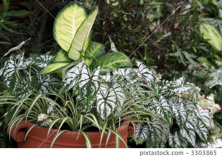 卡拉達姆和德弗納維亞 3303865