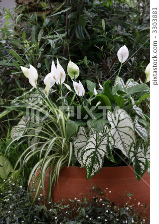 Spatialism and Karadayamu Spatialism and Karadayamu 3303881