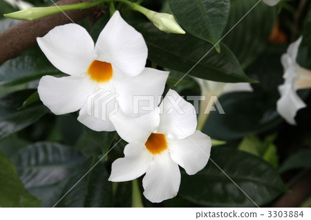 Mandebira 3303884