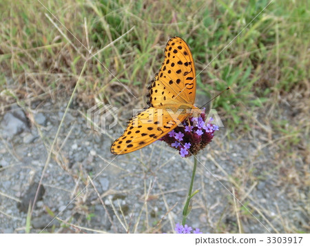 indian fritillary butterfly, indian fritillary, insect 3303917