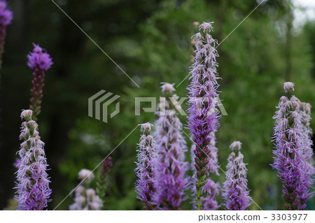 Realism Realism 3303977