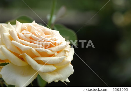 瓦倫西亞 3303993