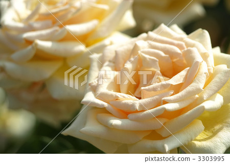 瓦倫西亞 3303995