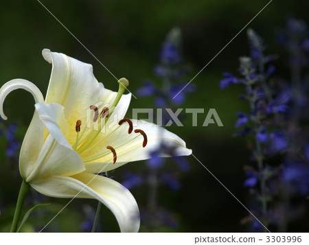 卡薩布蘭卡 3303996