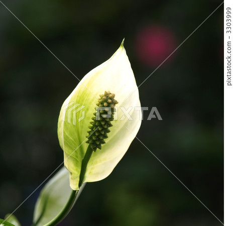 Supatifiramu 3303999