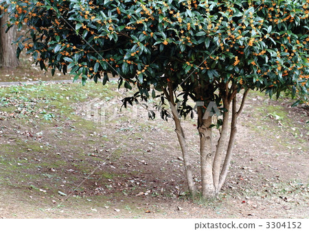 在甜美的桂花樹下 3304152