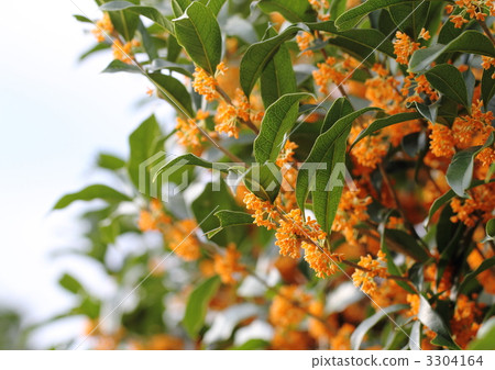Sweet smell of osmanthus Sweet smell of osmanthus 3304164