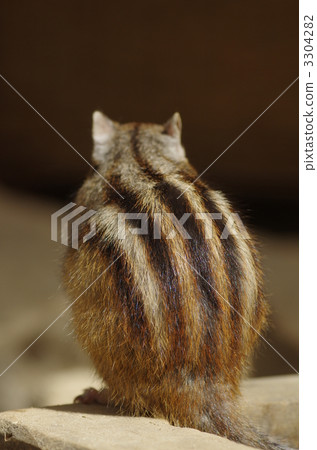 花栗鼠回來了 3304282