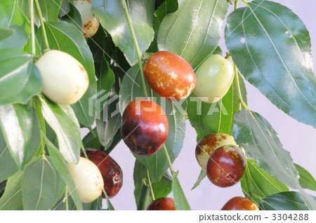 Natsume Natsume 3304288