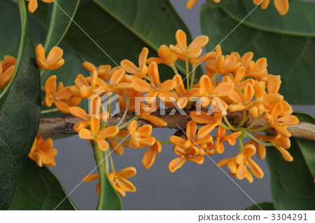 金木成 金木成 3304291